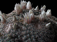 Mammillaria heyderi